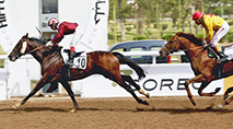 Société Royale d'Encouragement du Cheval au Maroc